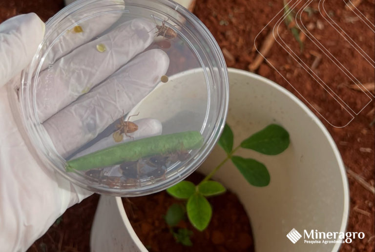 Mineragro incorpora a 3M Pragas Agrícolas e amplia portfólio de soluções para pesquisa agrícola