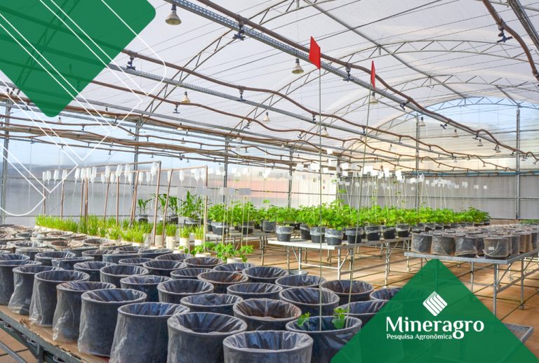 Por que os ensaios em Casa de Vegetação são essenciais para o desenvolvimento de tecnologias agrícolas?