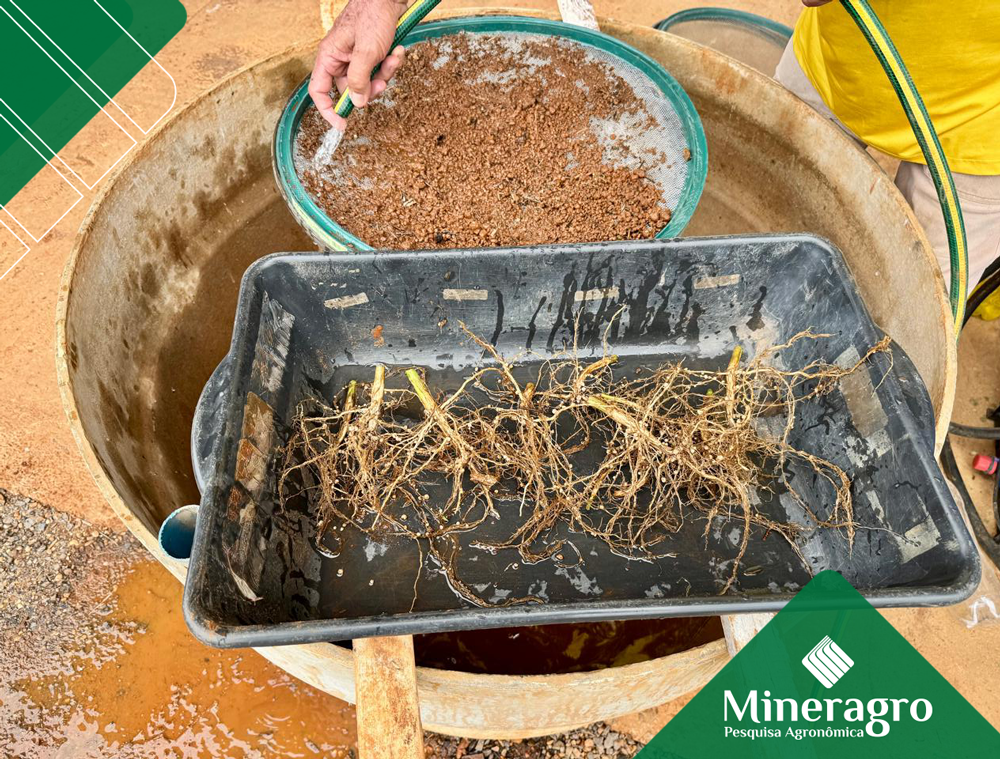 Coinoculação de microrganismos na soja exige base científica. Entenda quando ela funciona, o que a pesquisa mostra e como validar tecnologias biológicas no campo.