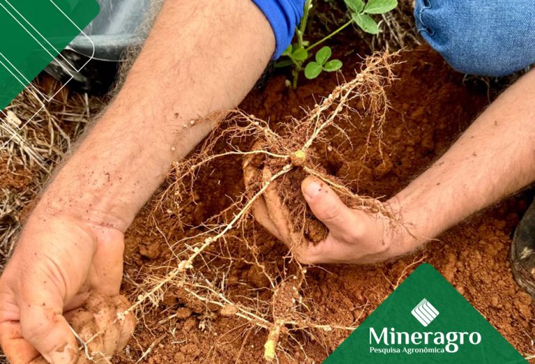 Coinoculação de microrganismos na soja: quando a eficiência biológica realmente acontece